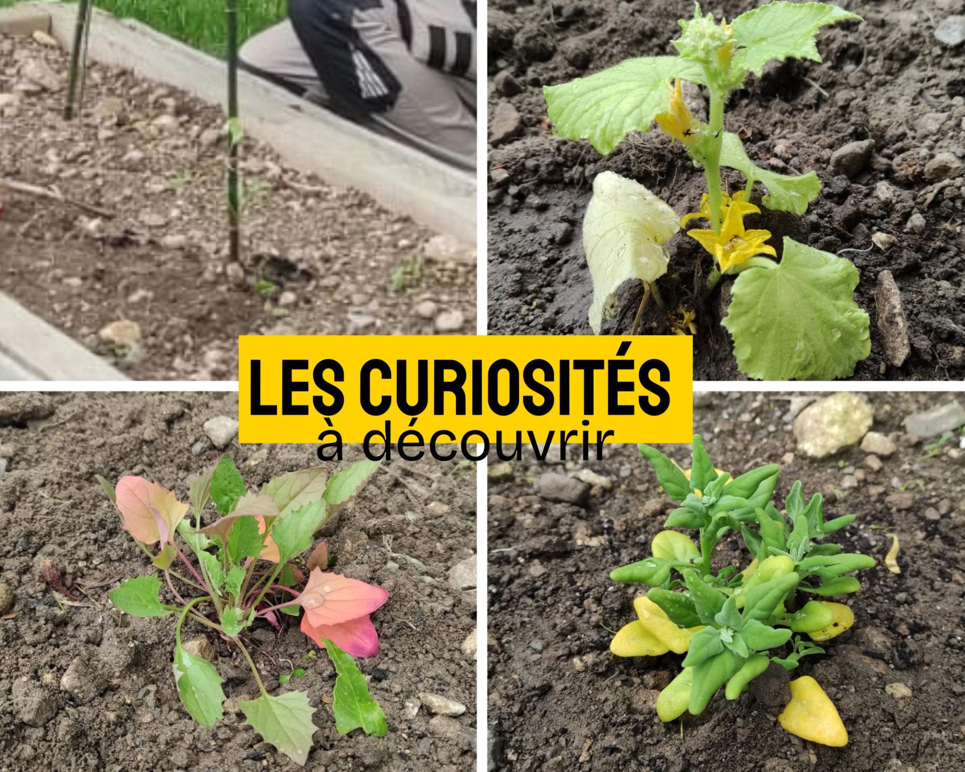 Copie de pose de clotures et barrieres